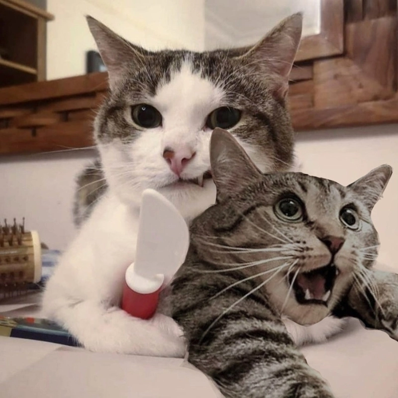 Mèo meme cầm dao với biểu cảm dễ thương luôn khiến mọi người phải chú ý!