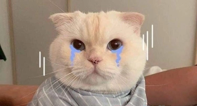 Mèo meme xin lỗi siêu đáng yêu làm tan mọi giận dỗi