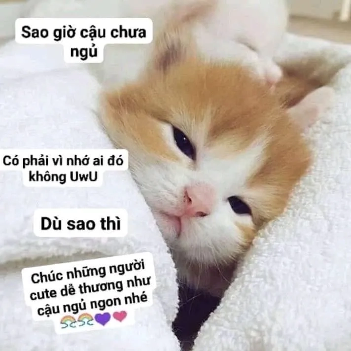 Mèo ngủ hài hước mang đến những giây phút thư giãn tuyệt vời