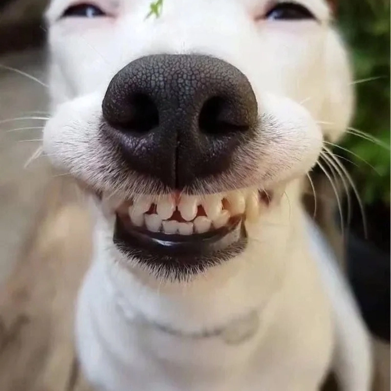 Một chú chó với nụ cười tươi tắn, meme chó cười nhe răng luôn khiến ai nhìn cũng phải mỉm cười