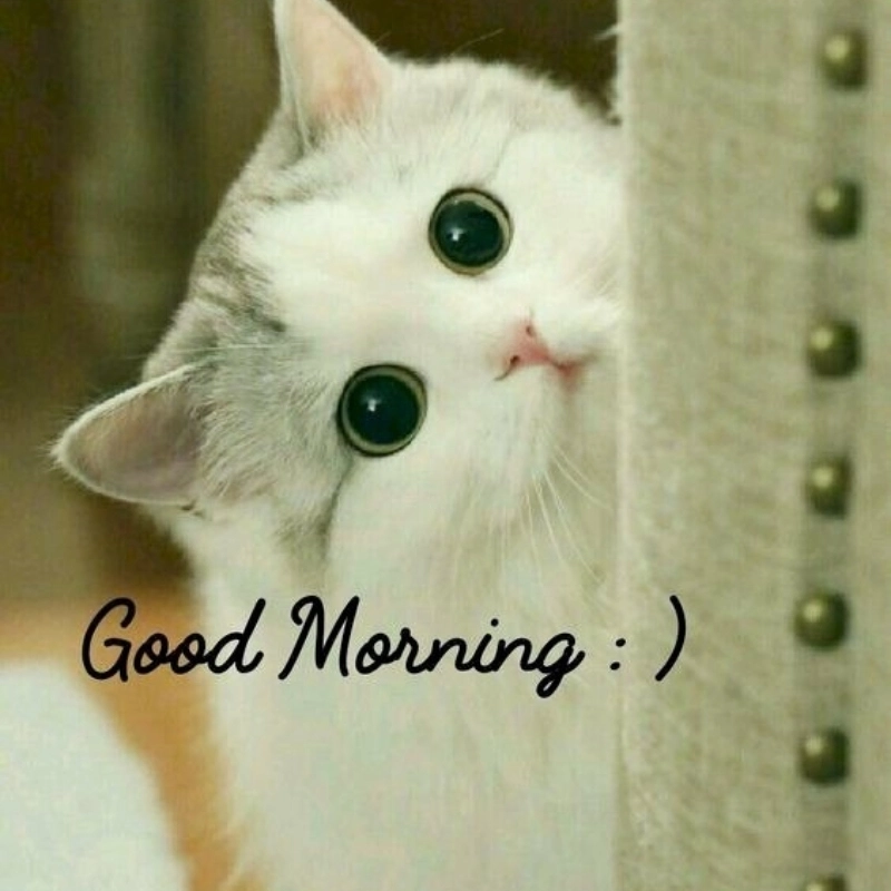 Tuyển chọn meme mèo cute vẽ khiến bạn phải “ôi trời ơi” vì quá đáng yêu