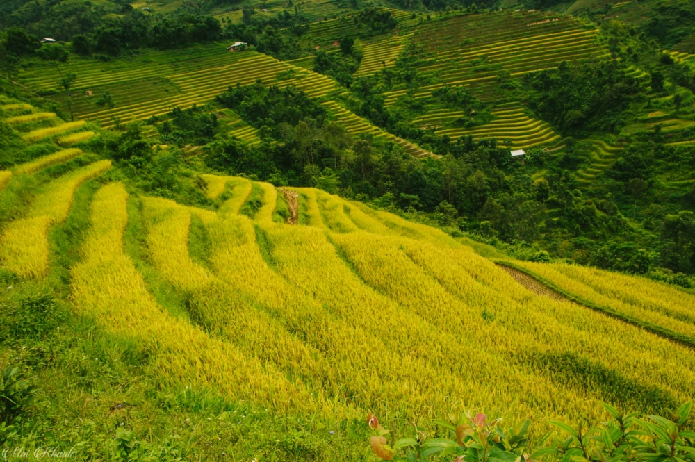 Sắc vàng mê hoặc lúa Hoàng Su Phì đẹp lạ