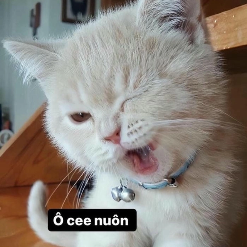 Không thể nhịn cười với loạt meme mèo cute hài độc nhất vô nhị