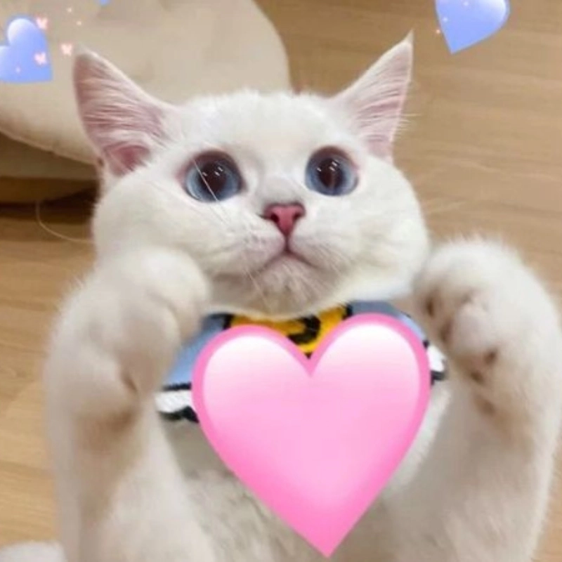 Biểu cảm khó hiểu meme mèo cute khiến ai cũng phải “?” đáng yêu