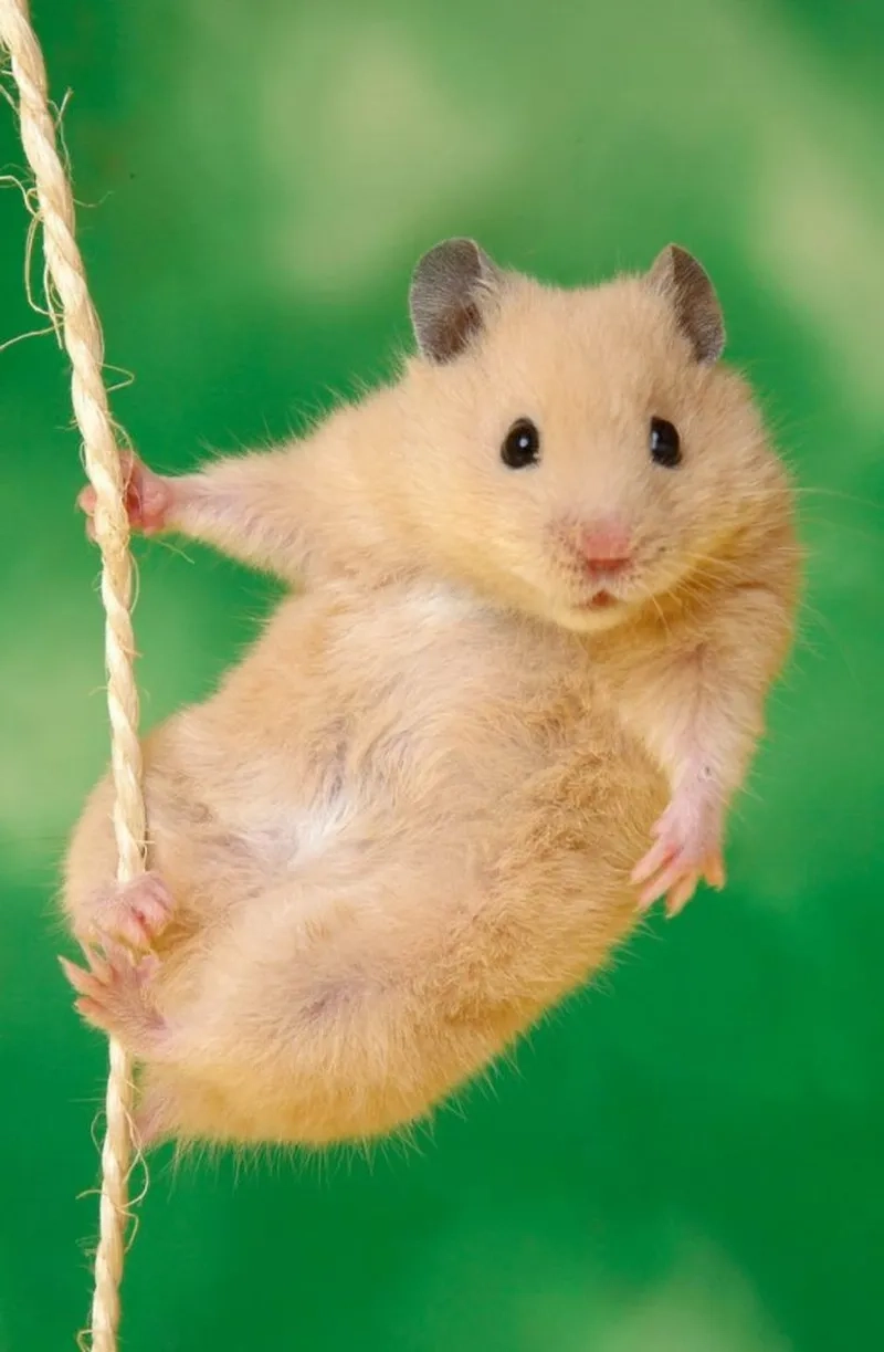 Tạo điểm nhấn độc đáo với avatar chuột hamster meme siêu chất