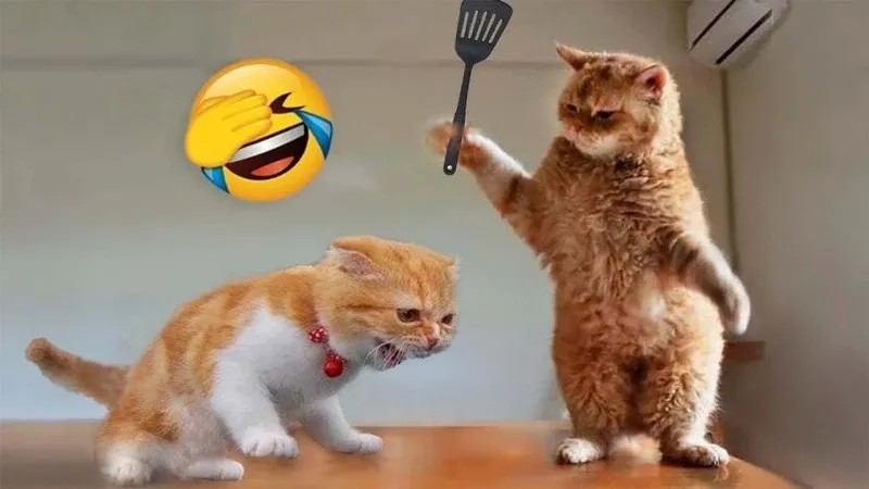 Tát meme ghi lại khoảnh khắc hài hước