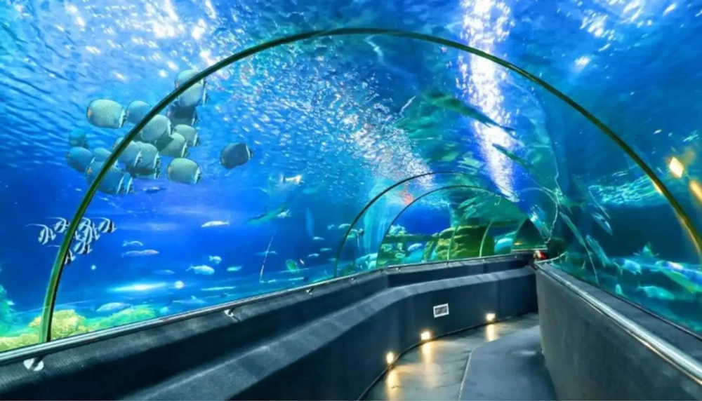 Tham khảo ngay giá vé viện hải dương học nha trang 2024 siêu hot