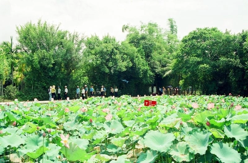 Thanh âm tuổi thơ từ về làng sen quê bác vang vọng mãi