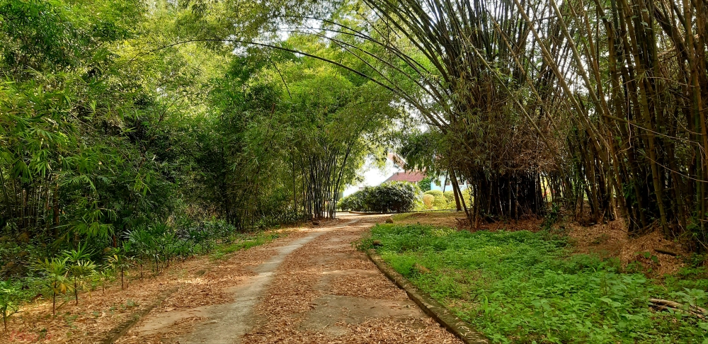 Thông tin diện tích làng tre phú an và quy mô khu vườn