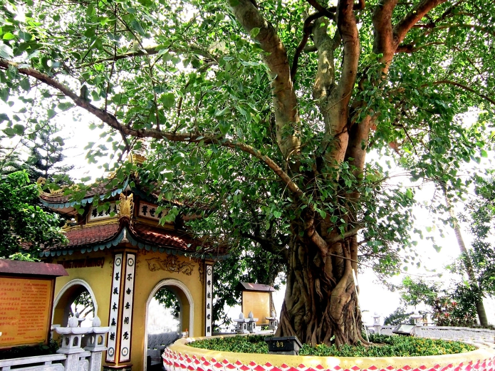 Tìm hiểu kỹ hơn qua chùa trấn quốc thuyết minh