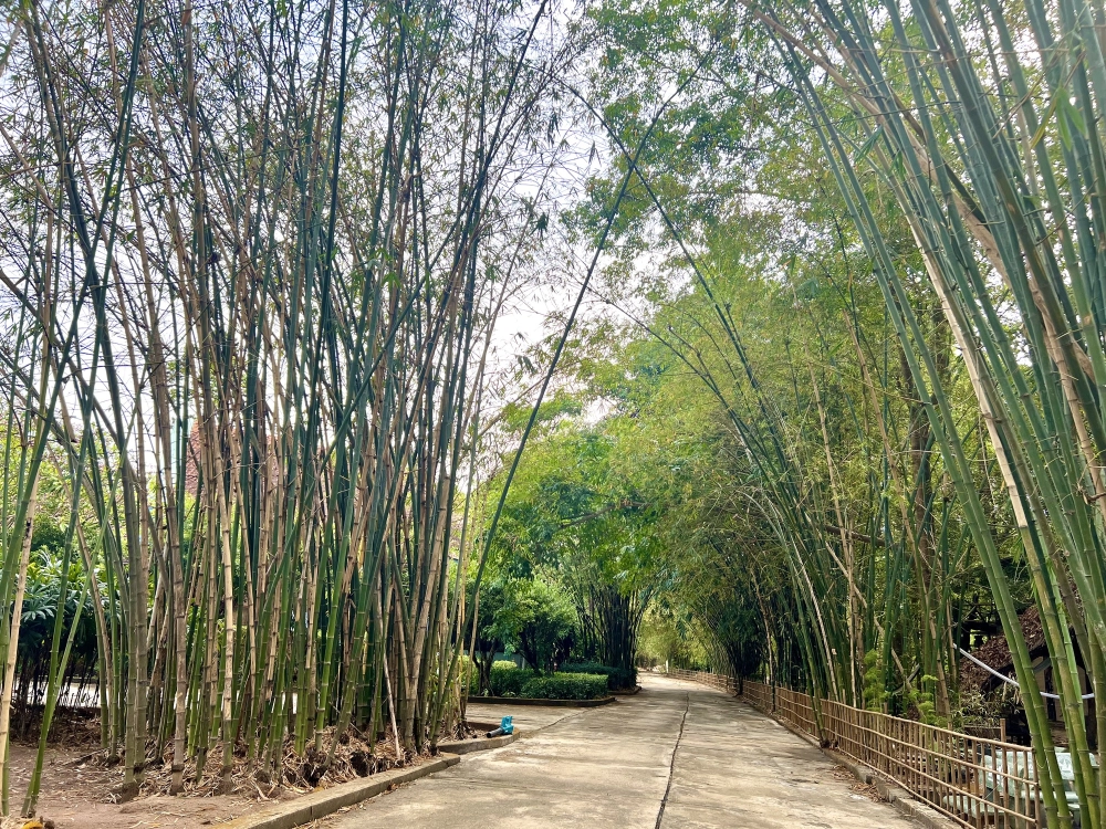 Tìm hiểu làng tre phú an madagui có điểm gì thú vị