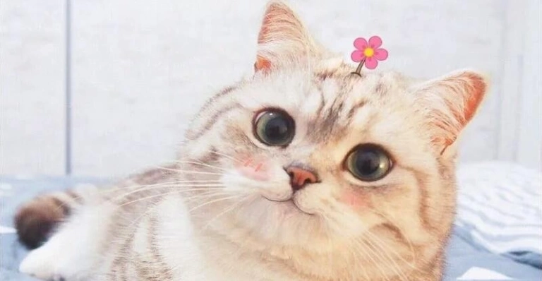 Tổng hợp 1001+ ảnh meme mèo cực đáng yêu cho sen 2026