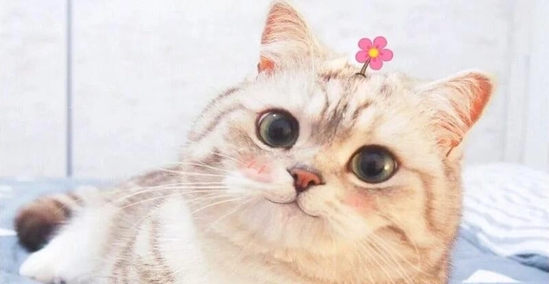 Tổng hợp avatar mèo meme hài hước và đáng yêu cho năm 2026