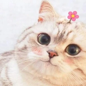 Tổng hợp avatar mèo meme hài hước và đáng yêu cho năm 2026