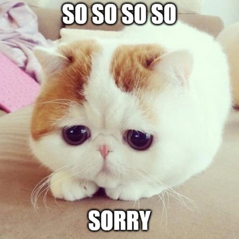 Loạt meme mèo cute vẽ bằng tay khiến ai cũng xiêu lòng