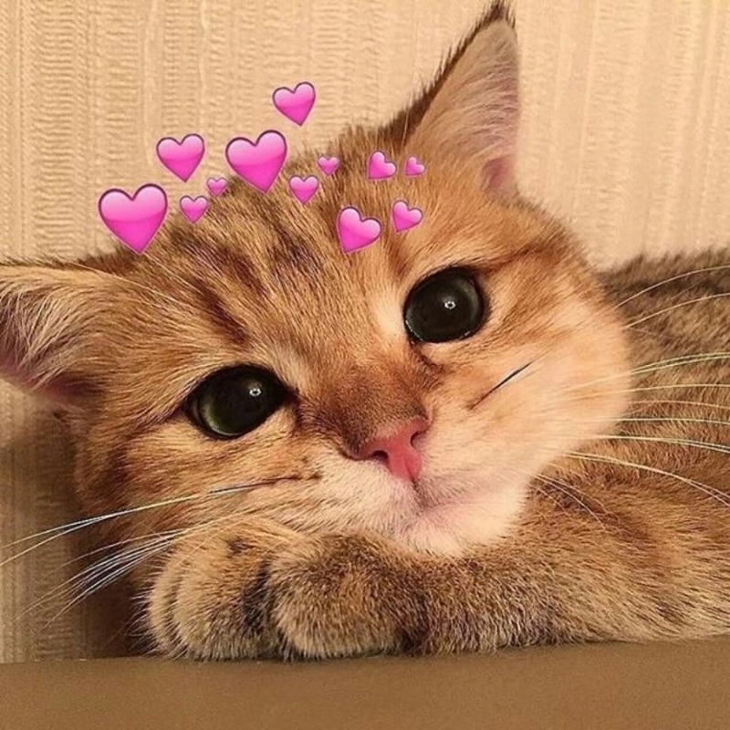 Khi tình yêu được thể hiện bằng meme mèo cute yêu ngọt ngào