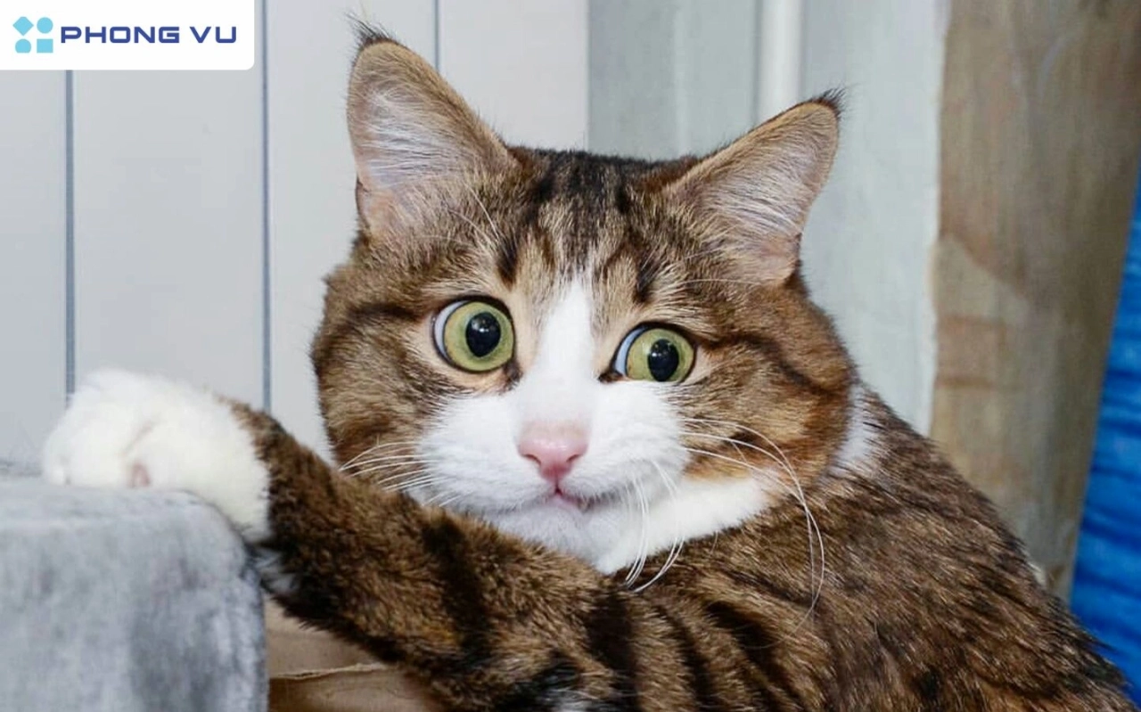 Tổng hợp Meme Mèo Dỗi: Biểu cảm khó ở nhưng vẫn cực cuốn hút