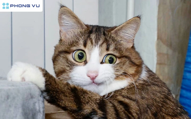Tổng hợp Meme Mèo Dỗi: Biểu cảm khó ở nhưng vẫn cực cuốn hút