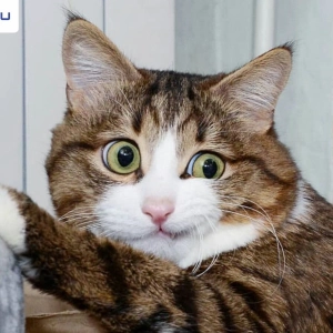Tổng hợp Meme Mèo Dỗi: Biểu cảm khó ở nhưng vẫn cực cuốn hút