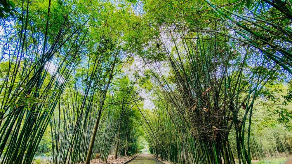 Trải nghiệm làng tre phú an bình dương với nhiều loại tre quý