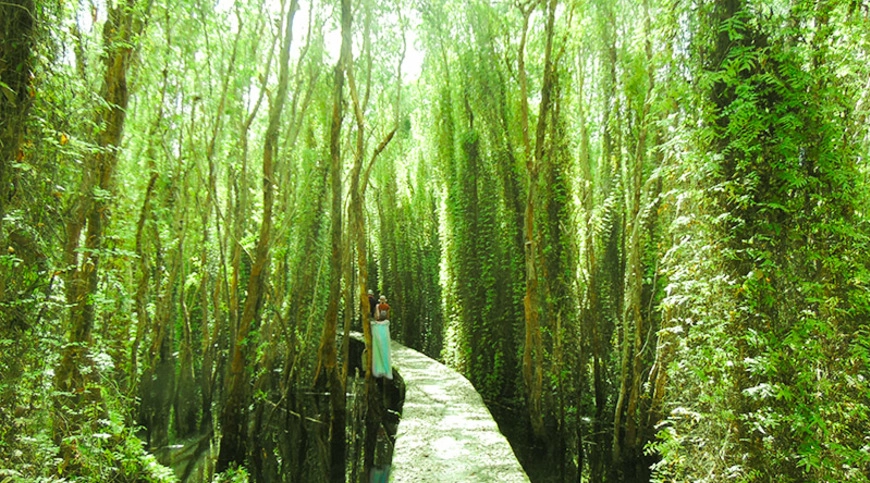 Trải nghiệm tour làng nổi tân lập 2 ngày đầy hấp dẫn