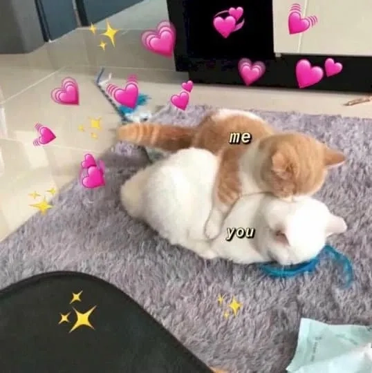Tự chữa lành bằng loạt meme tự an ủi siêu dịu dàng