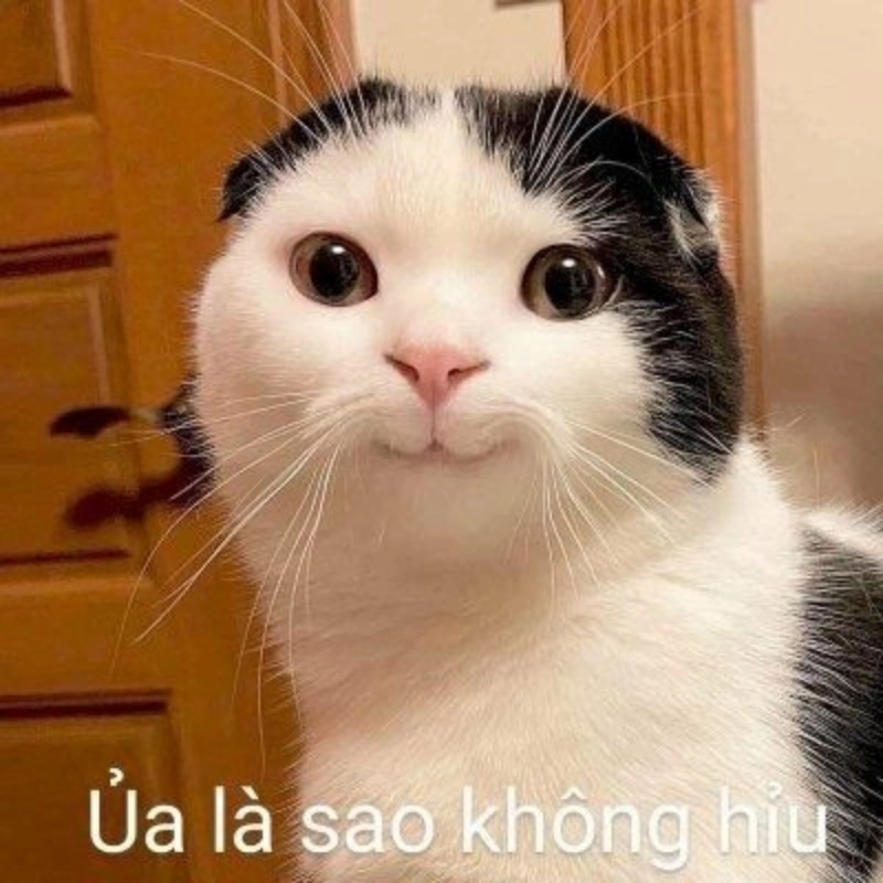 Không thể ngừng yêu meme ngộ nghĩnh ảnh mèo cute này