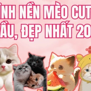 Tuyển Tập Ảnh Avatar Mèo Cực Dễ Thương Cho Năm 2026