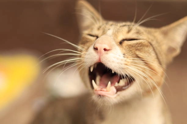 Ảnh meme hài bựa siêu lầy lội cho hội bạn thân cười bể bụng
