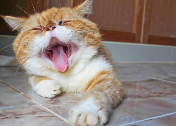 Mặt cười meme với những biểu cảm độc đáo sẽ làm bạn không thể quên!