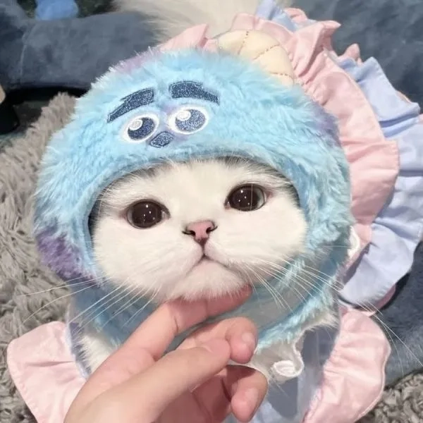 Vô tri meme mèo là hình ảnh gây bão mạng xã hội trong mọi thời điểm