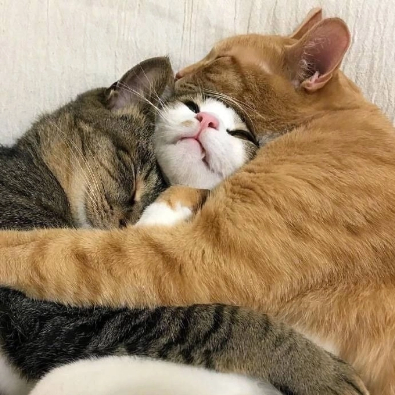 Xả stress nhẹ nhàng với loạt meme an ủi hài cực chất