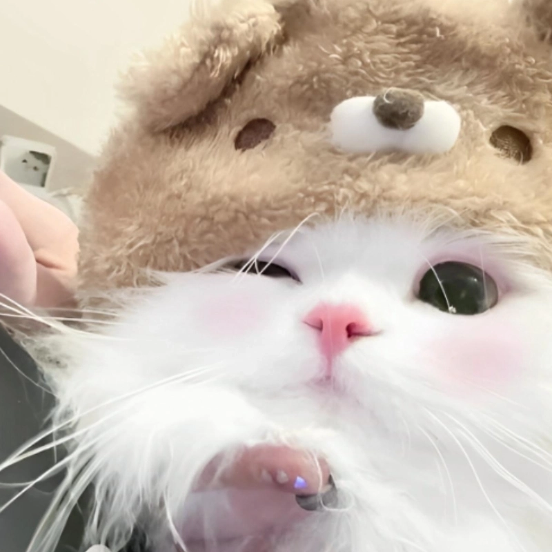 Lan tỏa tình yêu qua từng chiếc meme mèo yêu dễ thương
