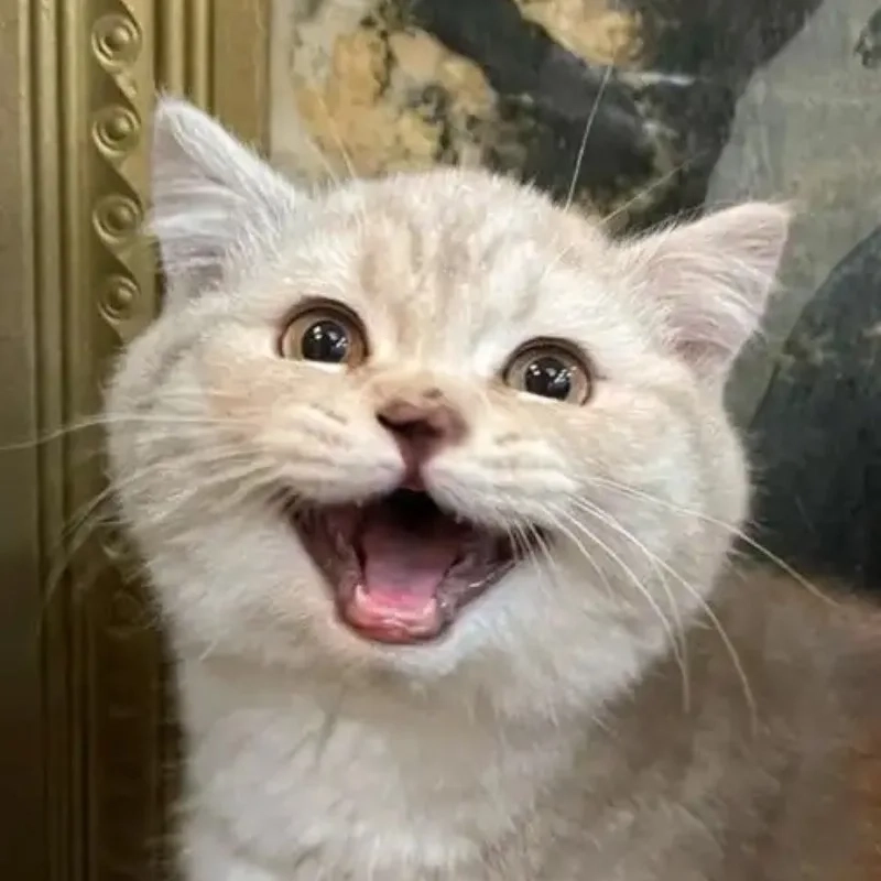Hình ảnh meme avatar vô tri mèo khiến bức ảnh của bạn thêm phần sống động và độc đáo